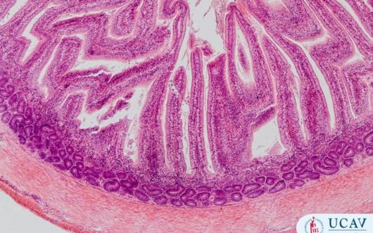 Curso Universitario en Técnicas de procesamiento y corte histológico